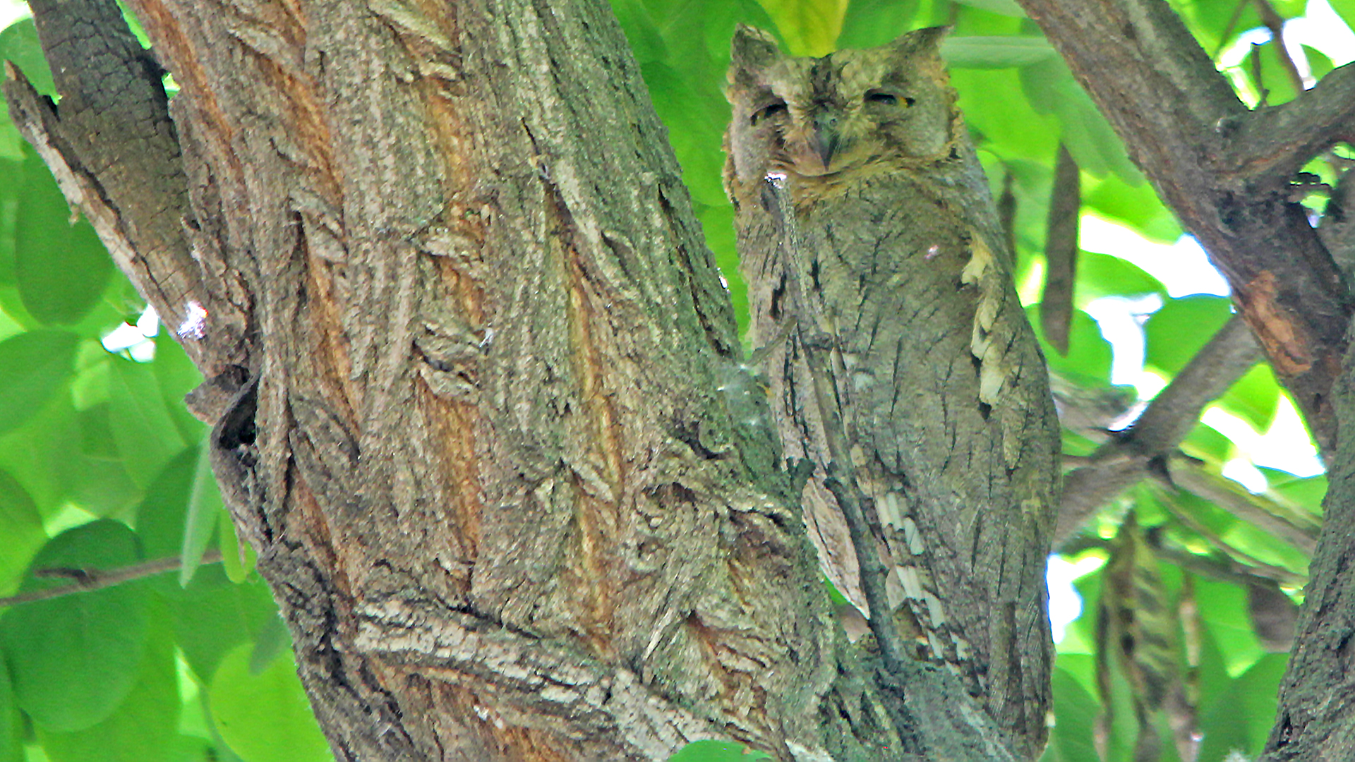 Pallid Scops-Owl